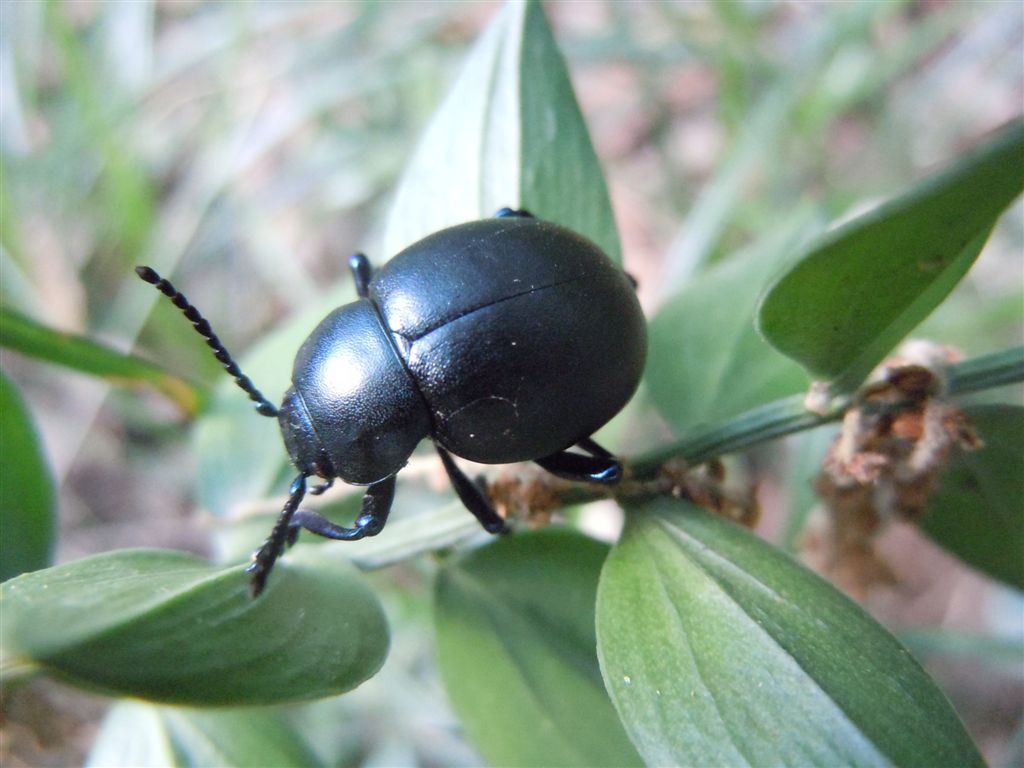 Timarcha nicaeensis?